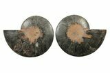 Cut & Polished Ammonite Fossil - Unusual Black Color #241503-1